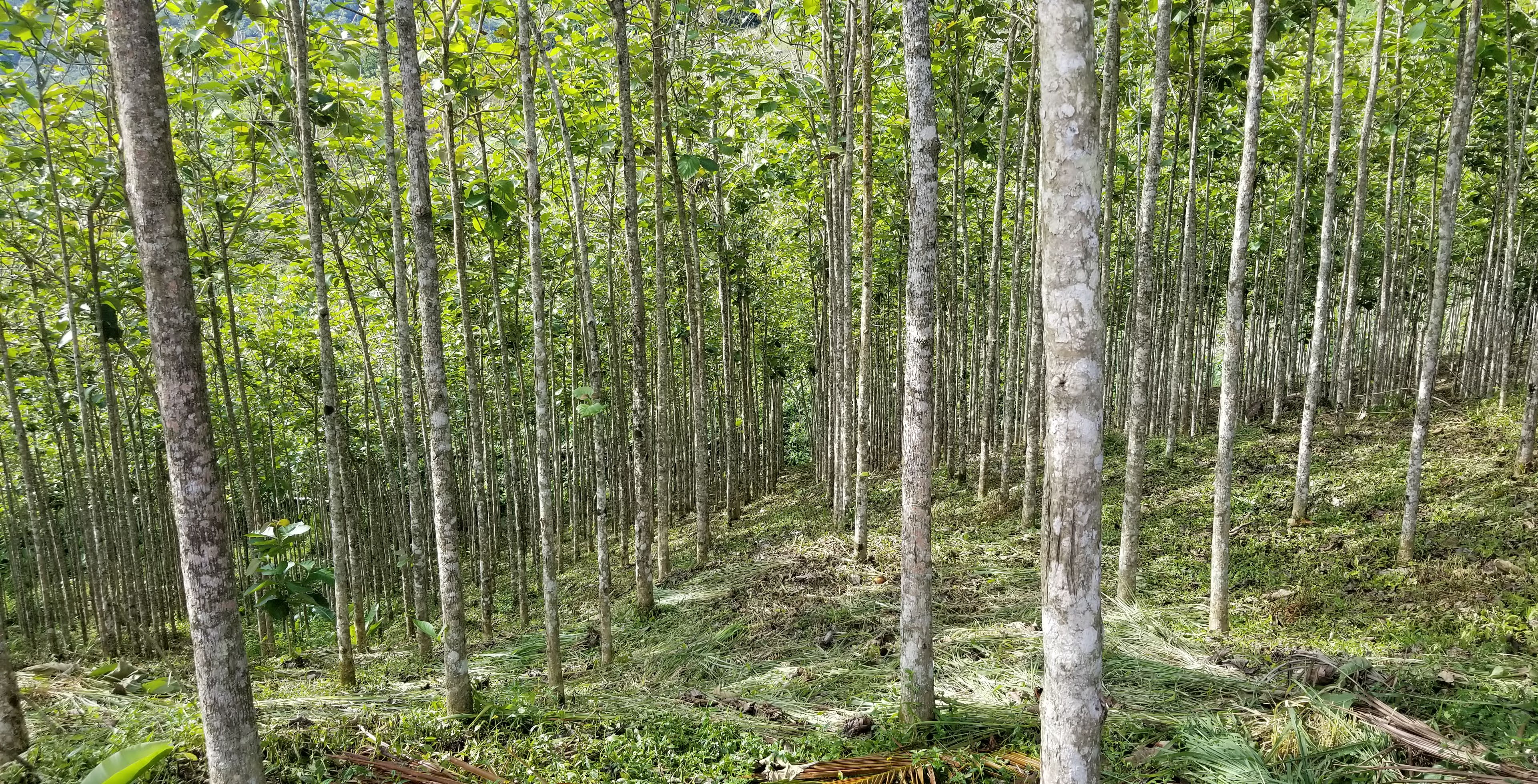 Established LaQua teak trees in an archival plantation photograph